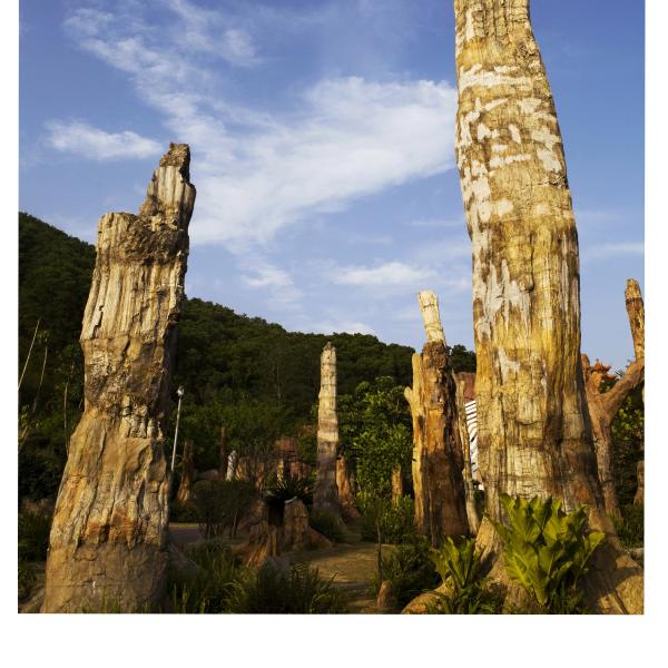 Petrified wood