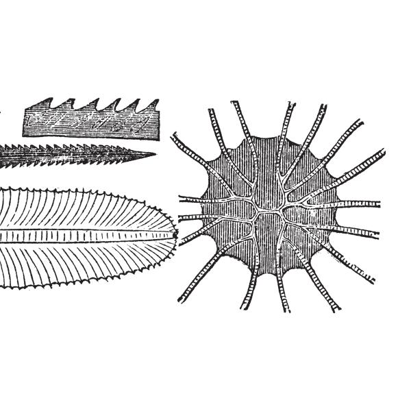 Graptolite