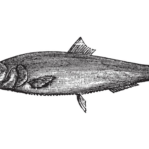 Sketch of a fish