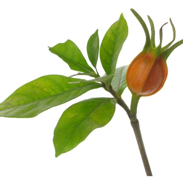 Smooth-margin leaf