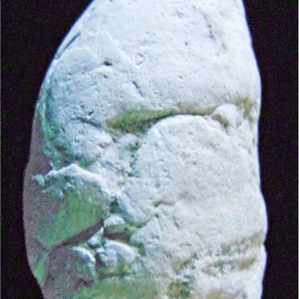 Coprolite