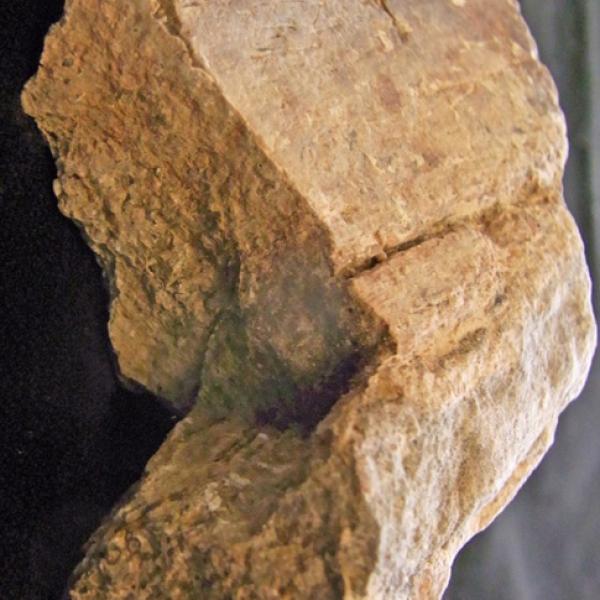 Dinosaur bone