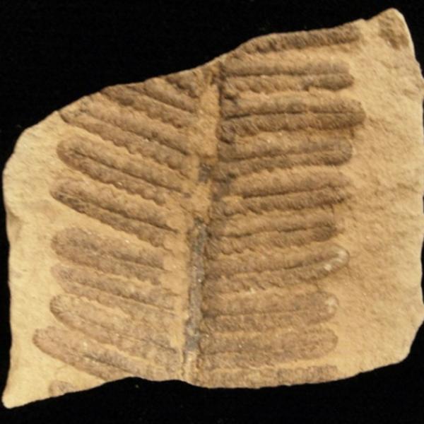 Fern fossil
