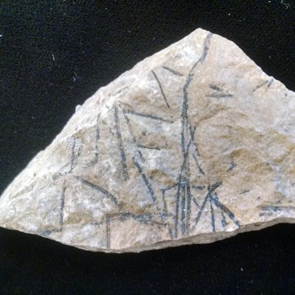 Graptolite