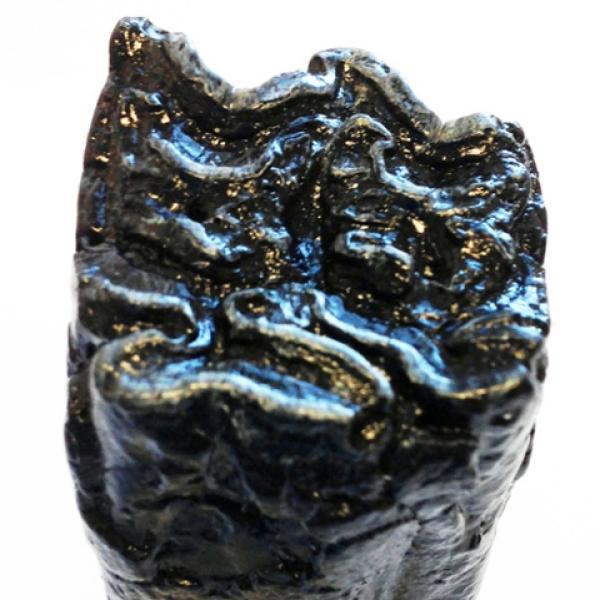 Horse tooth (cast)