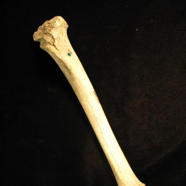 Modern mammal bone
