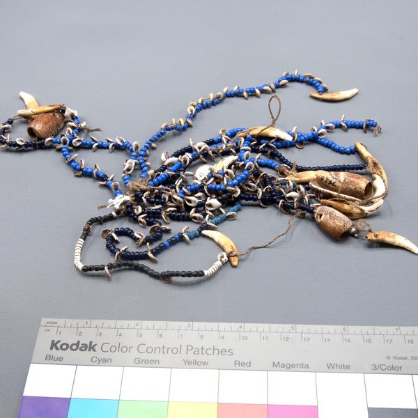 A rattle, made of shells, dog-teeth, and glass, is from New Sangu, Bougainville Island. This rattle was worn during dances at sing-sings. (07420)