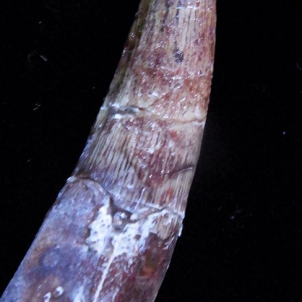 Spinosaurus Tooth (Cast)
