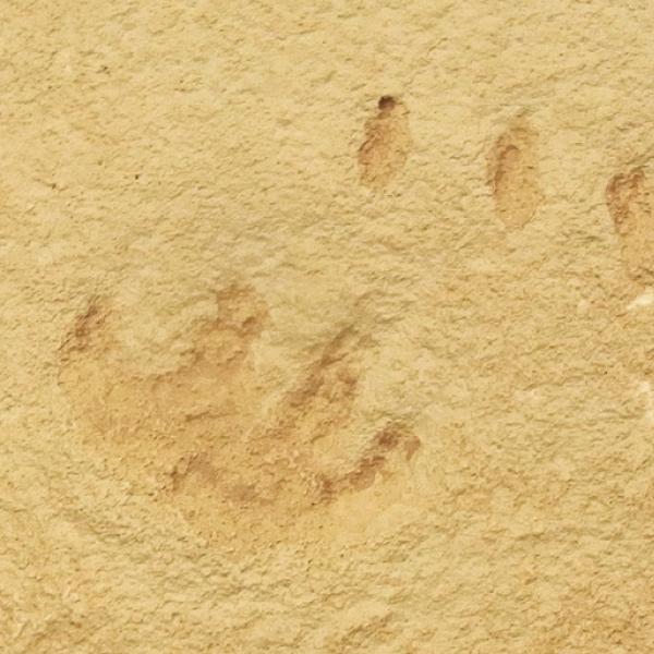 Synapsid Track (Cast).