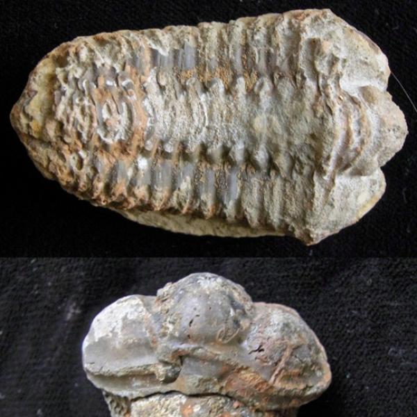 Trilobite fossil