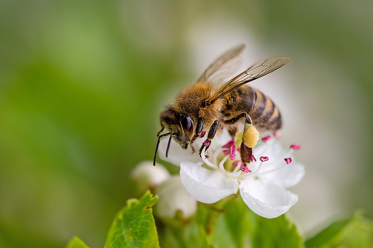 bee on white flower