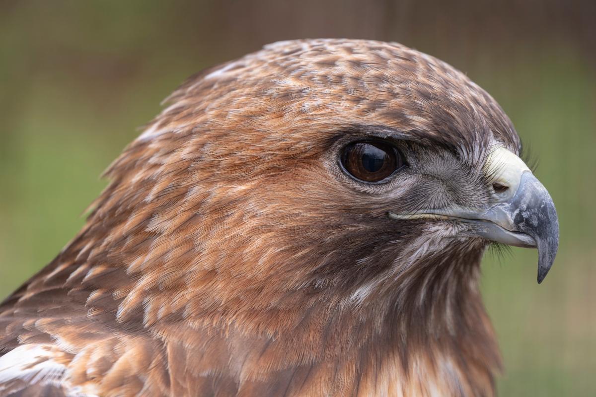 red-tailed hawk