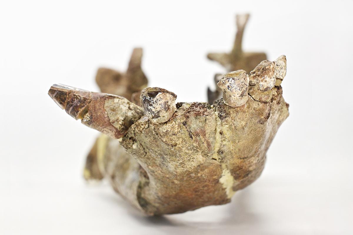 fossilized lower jaw bone of protomammal