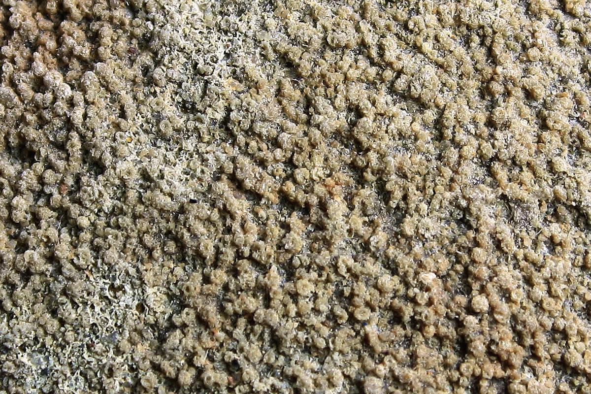 close up of fossilized egg shell