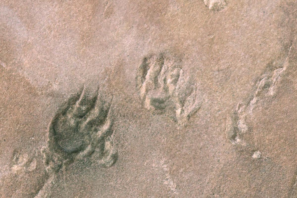 fossilized tracks in red stone