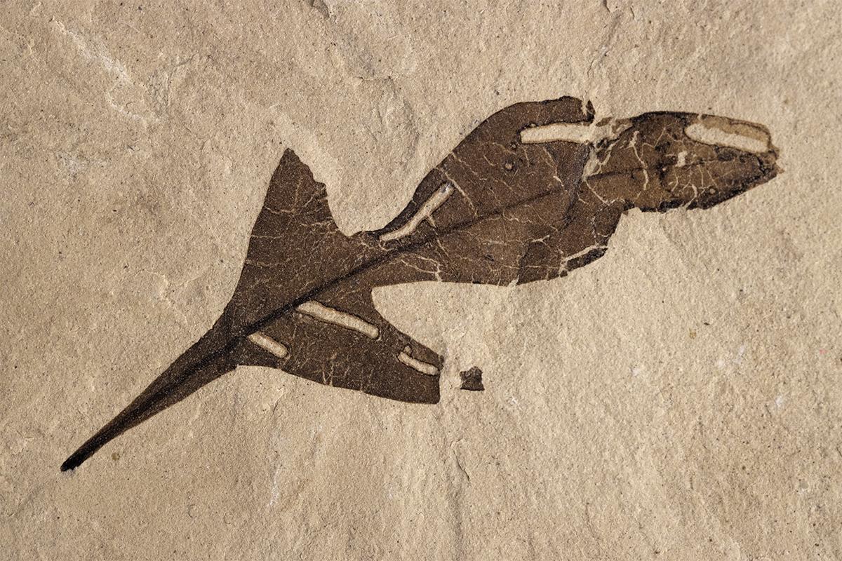 fossilized leaf