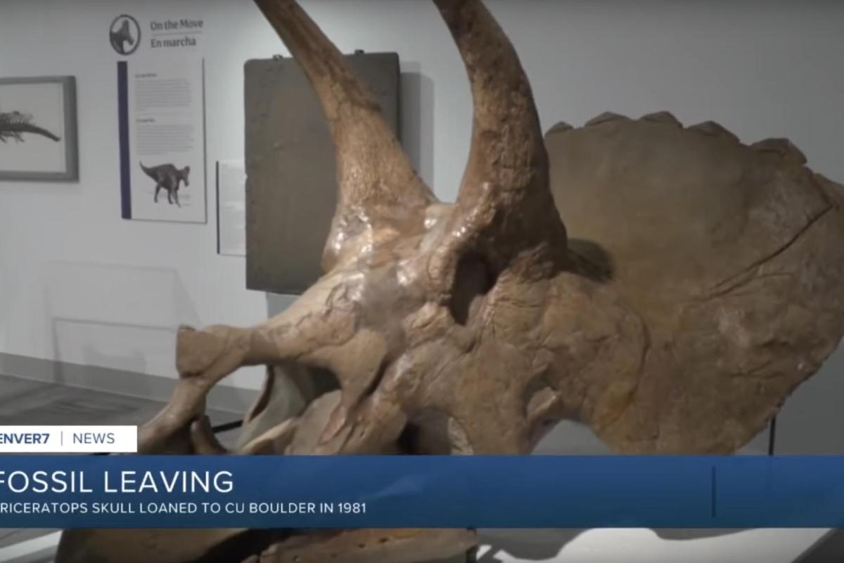 7News screen shot of Paleo Hall with triceratops skull