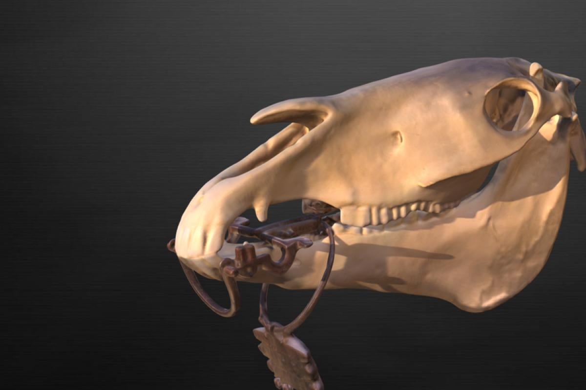 horse skull with bridle bit