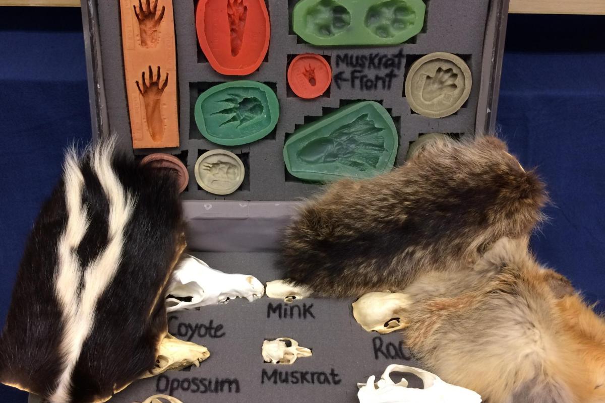 Colorado mammals kit