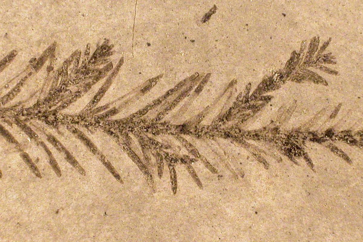 fossilized plant