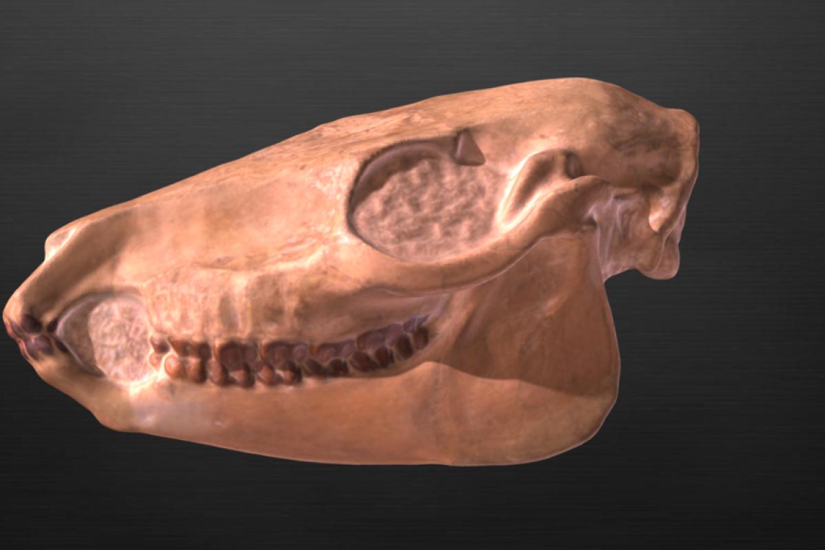 horse skull