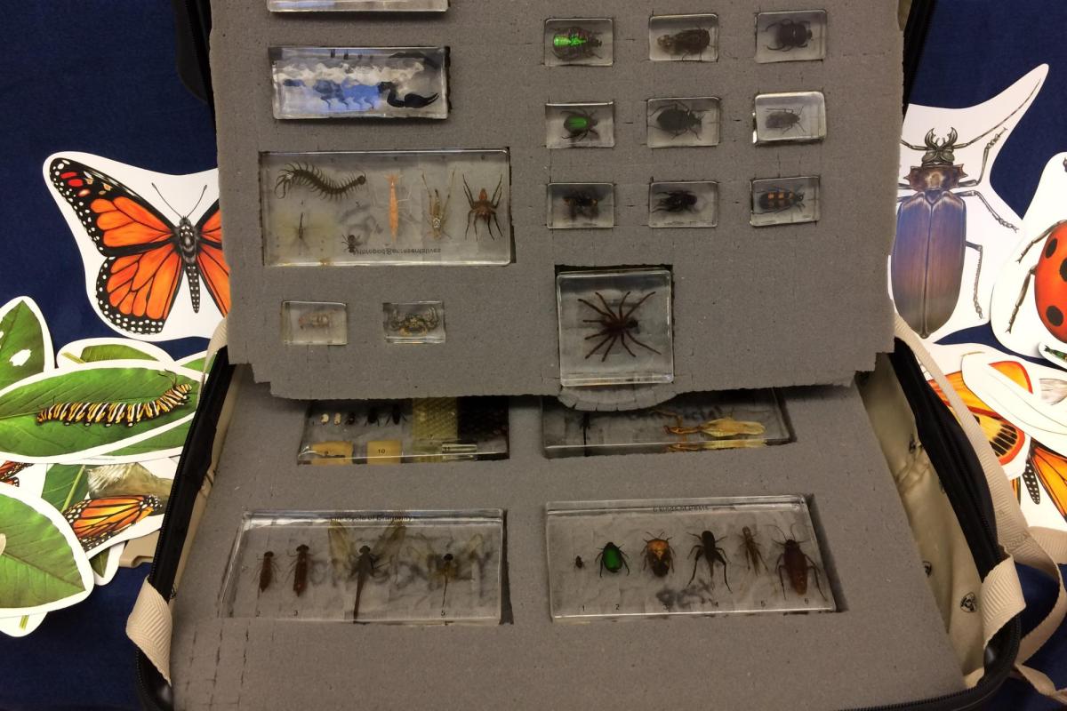 Insects outreach kit