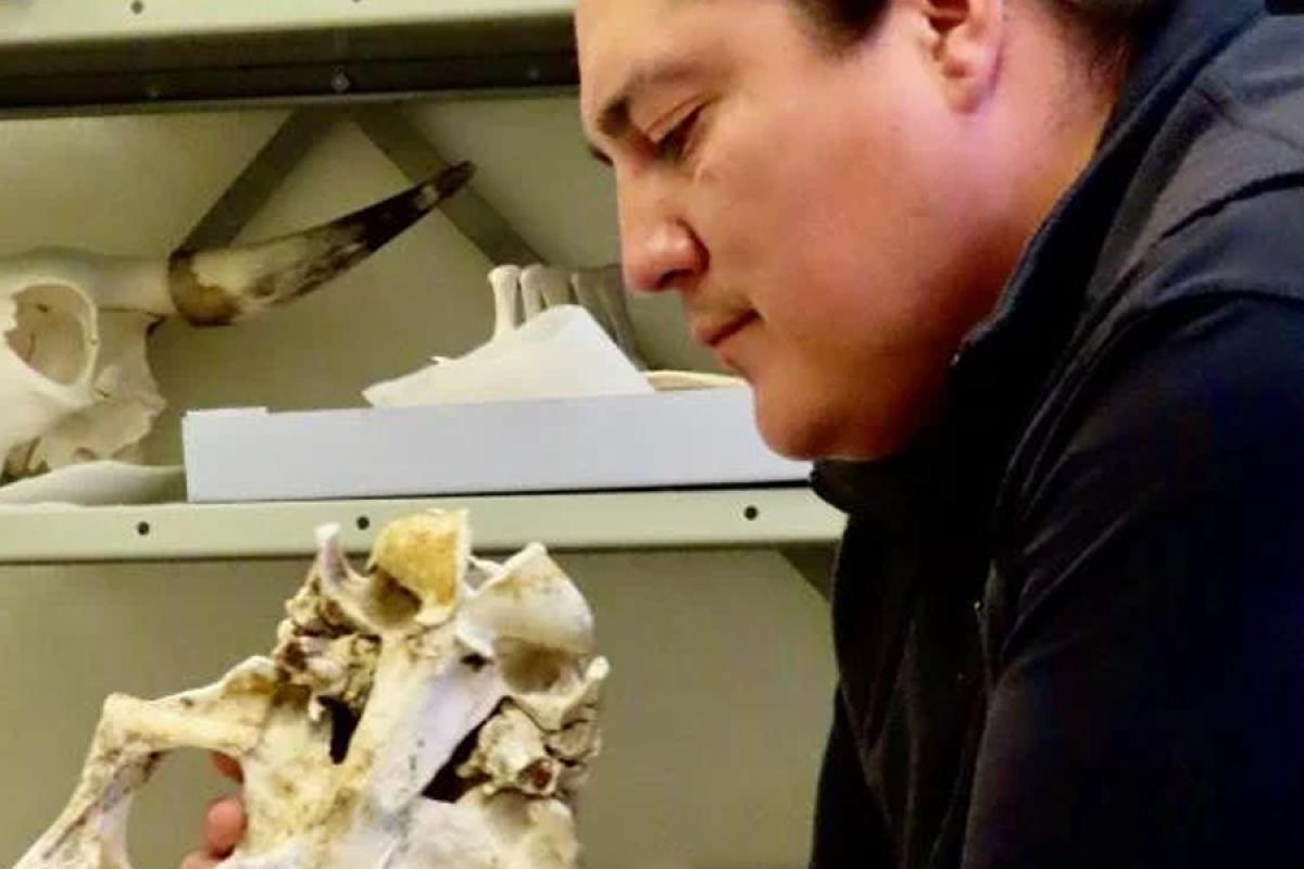 Student examining cow skull in lab