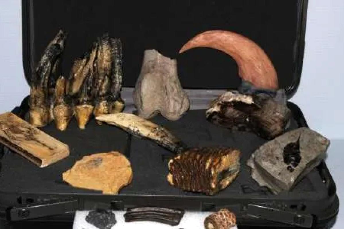 kit with various fossils of teeth and claws