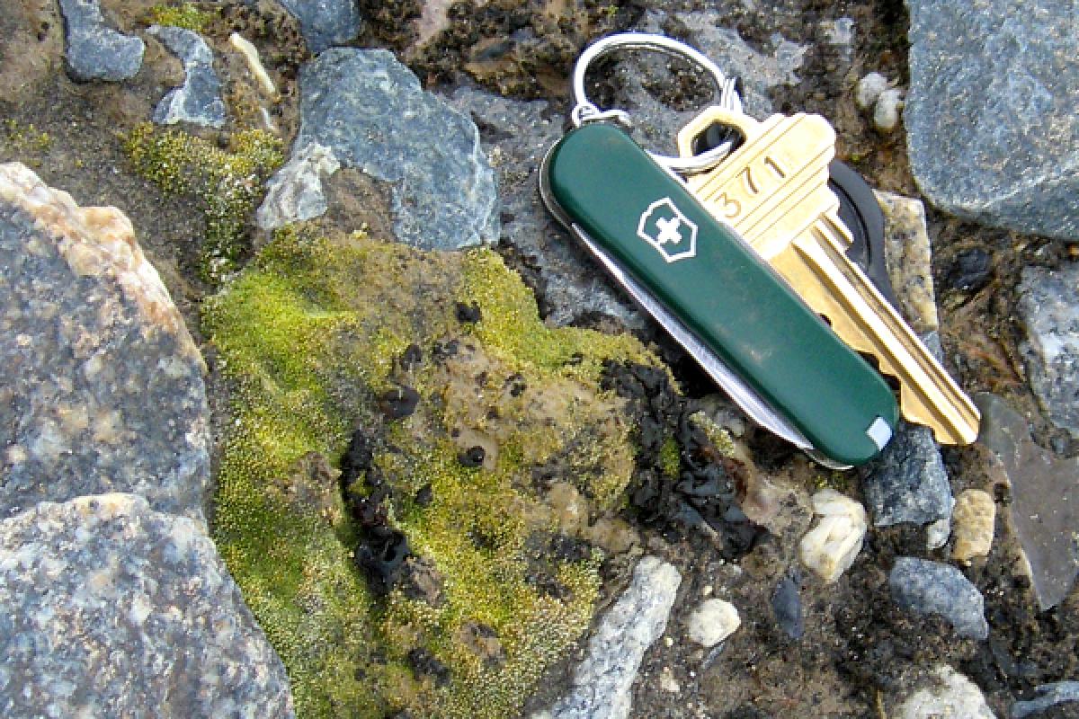 Patch of green moss with key for scale.