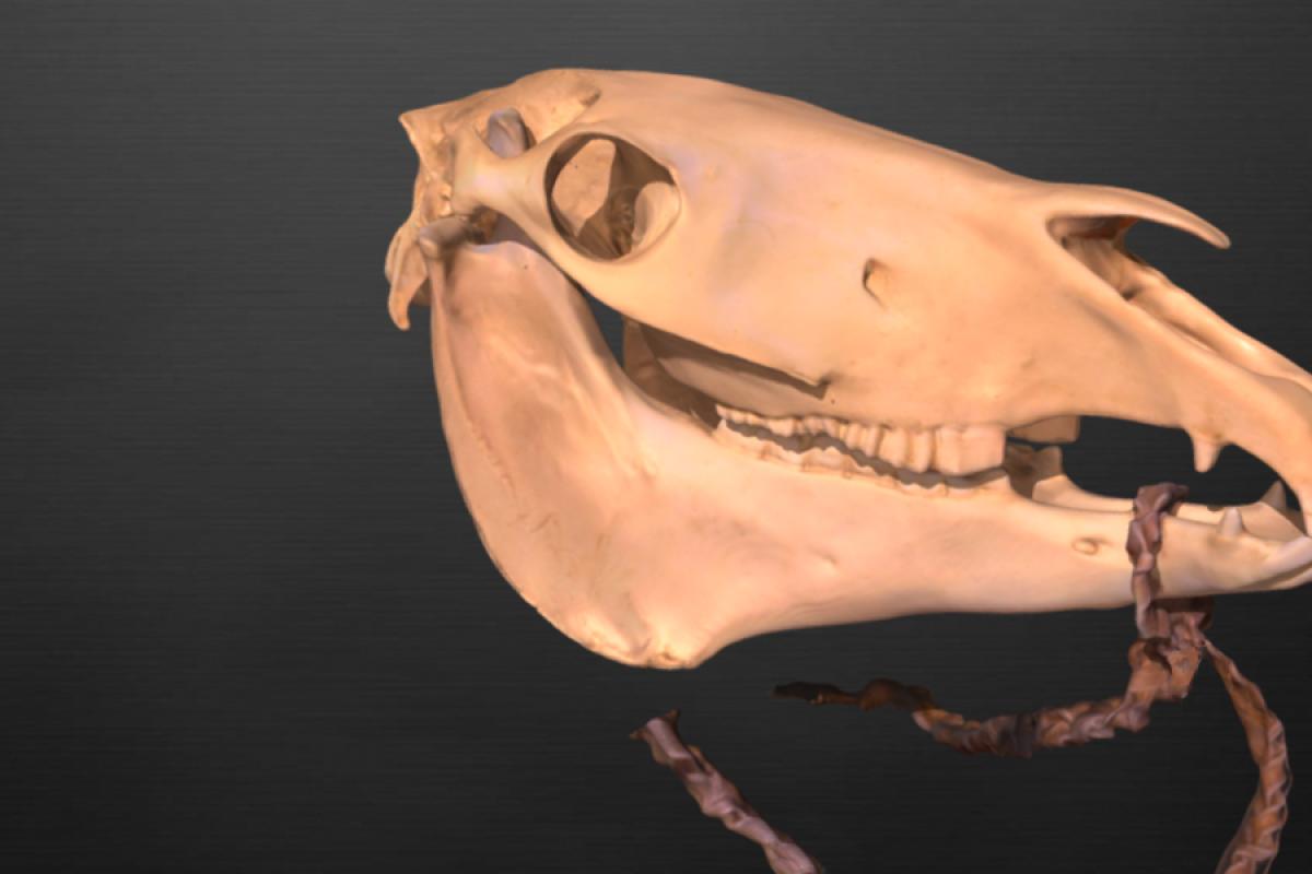 horse skull with rawhide reins