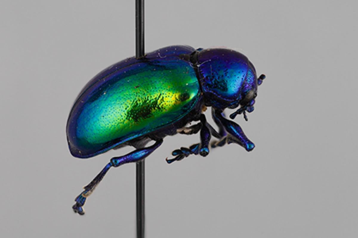 iridescent beetle on pin