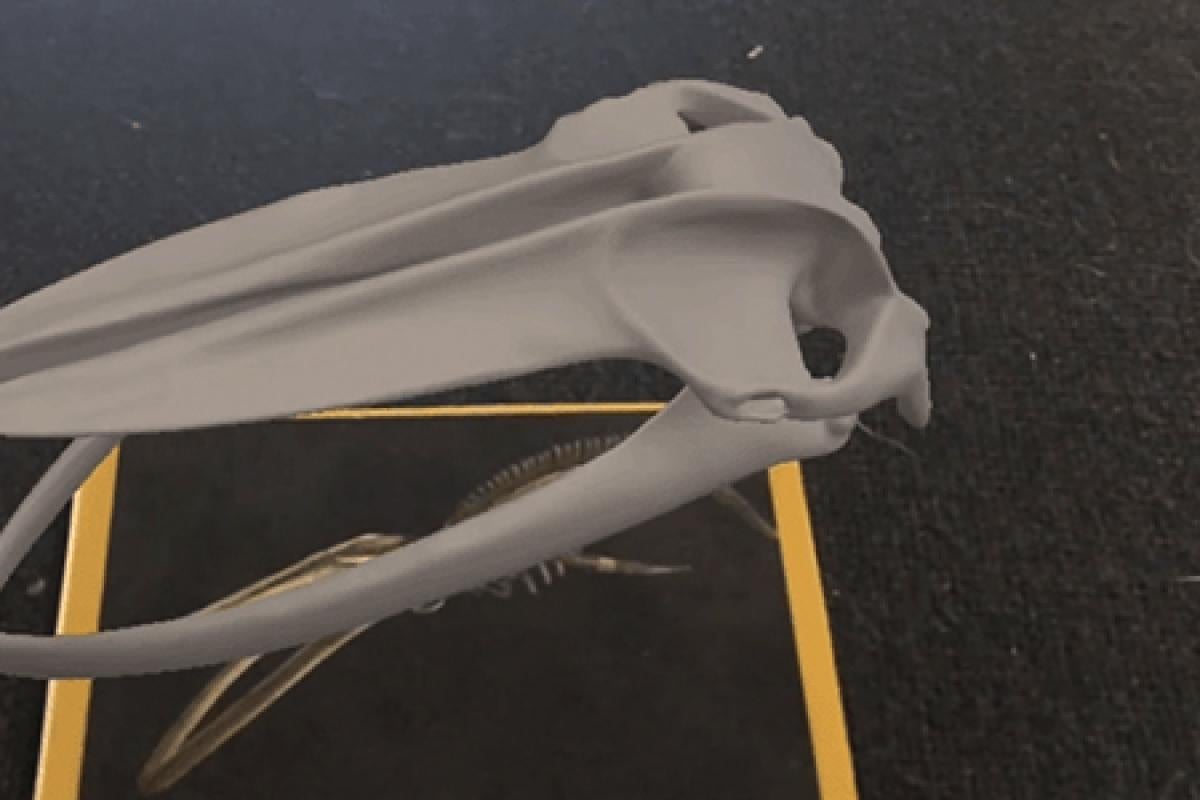 3D model of whale skull