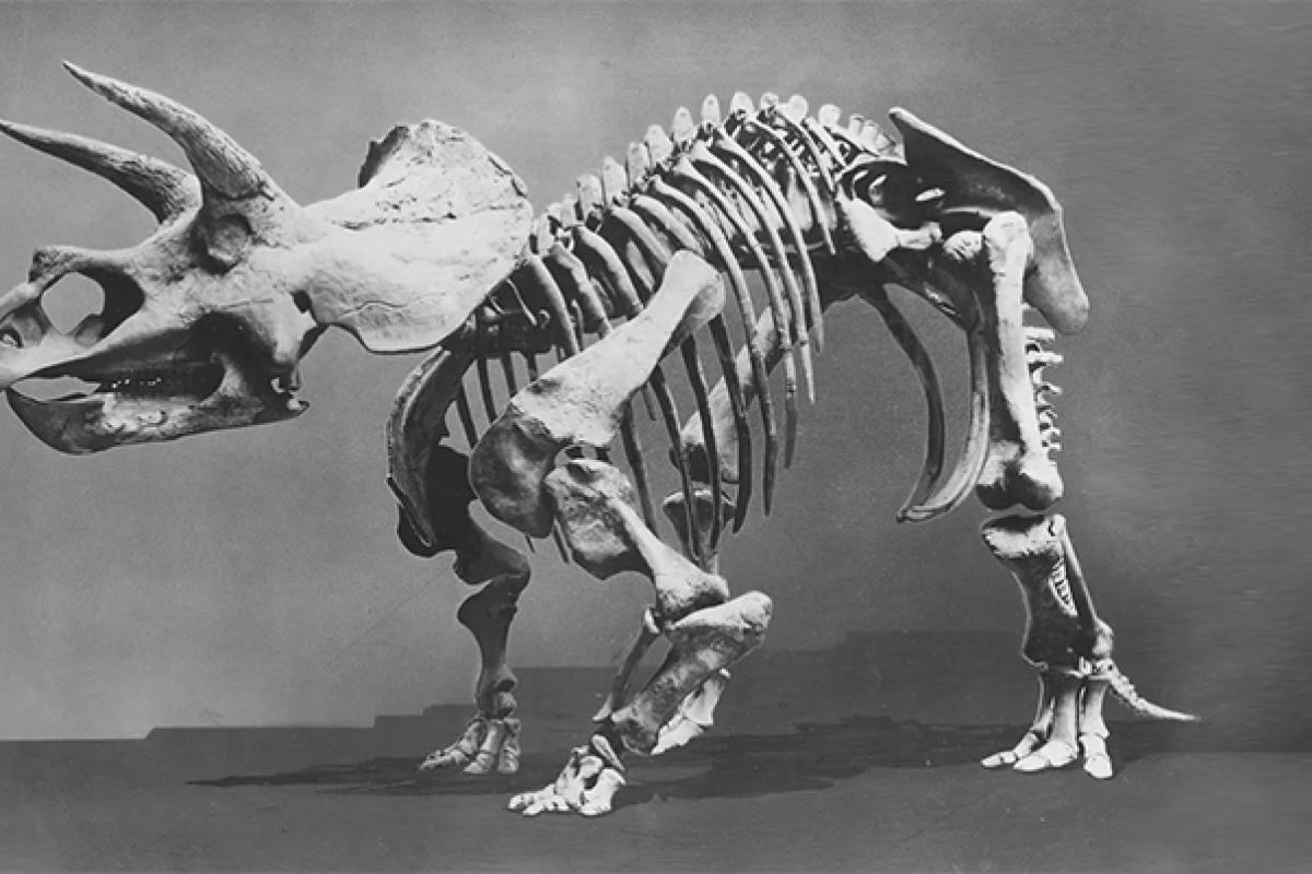 Historic photo of Triceratops cast while in Smithsonian collection