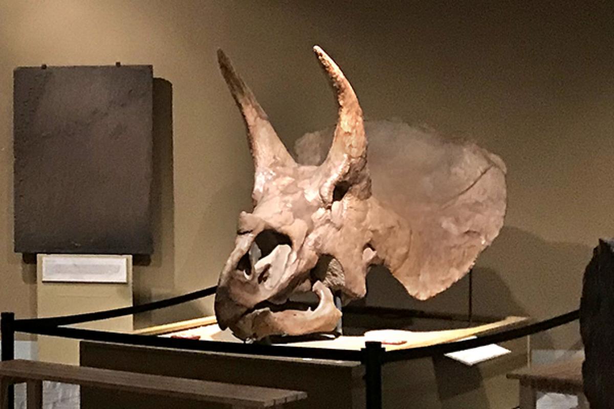 Former Triceratops skull in Paleontology Hall