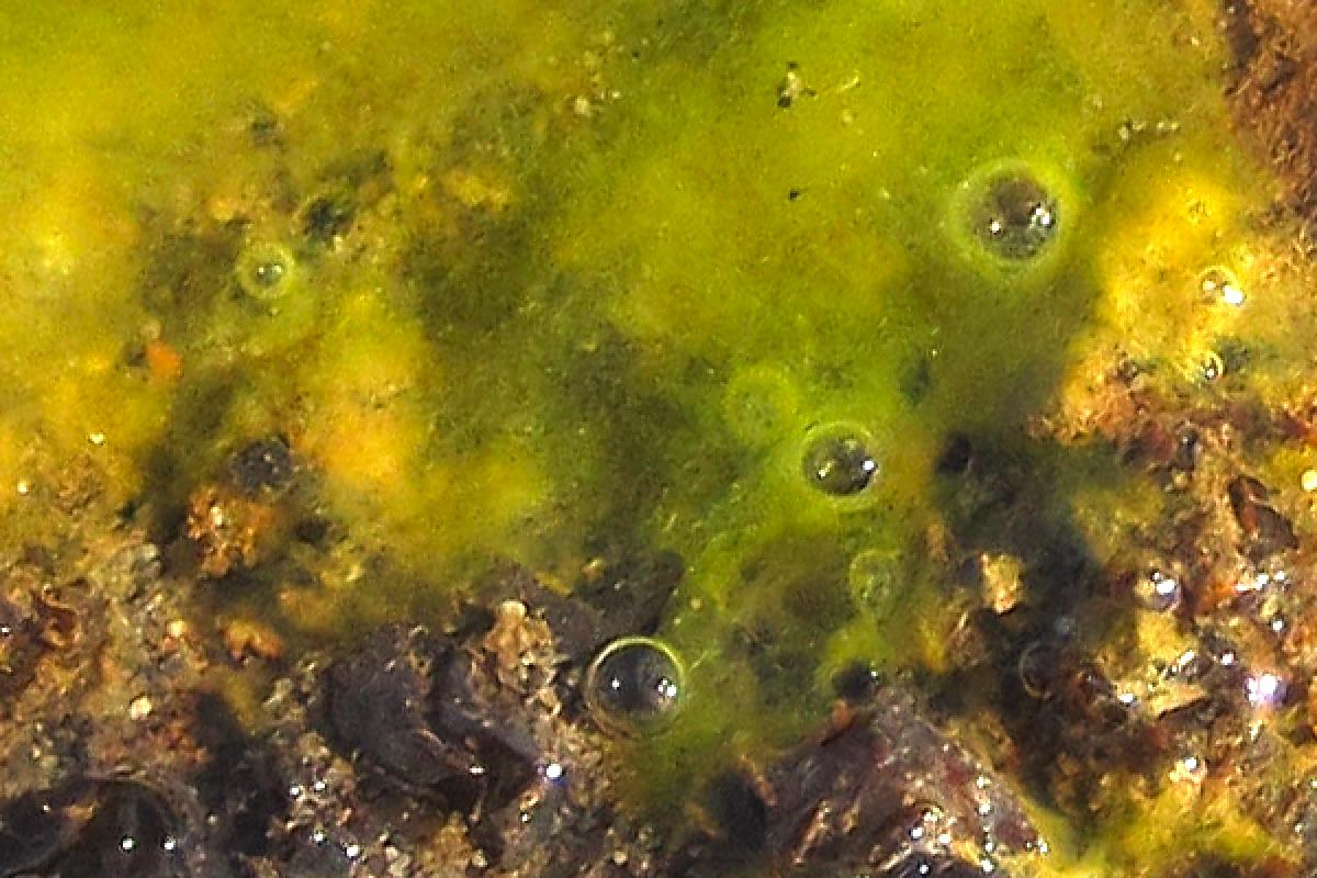 algae growing in water near rock