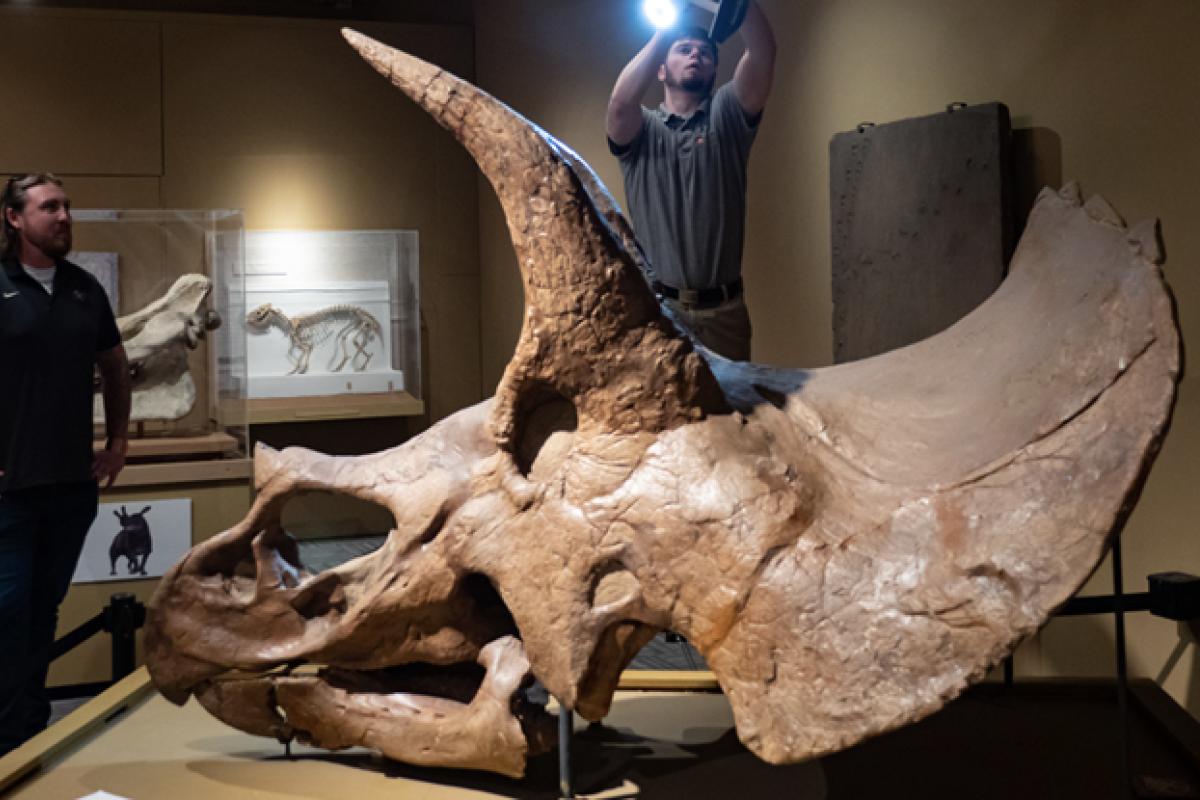 Students and professor 3D scanning triceratops skull in Paleontology Hall