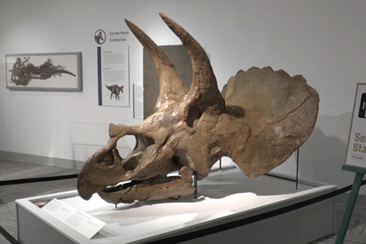 Triceratops skull
