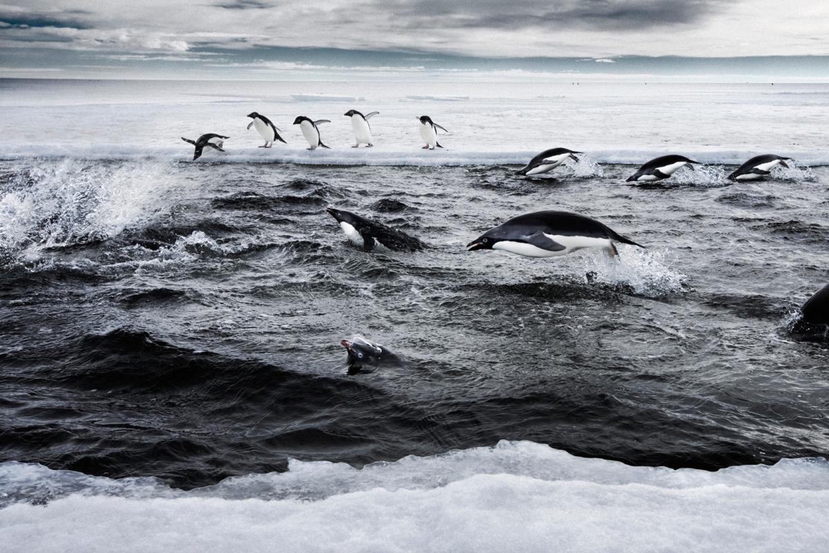 Penguins swimming in water