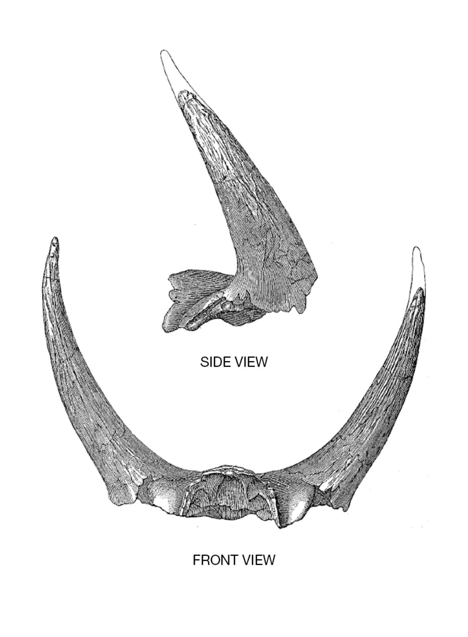Historical scientific illustration of Triceratops horn fossils