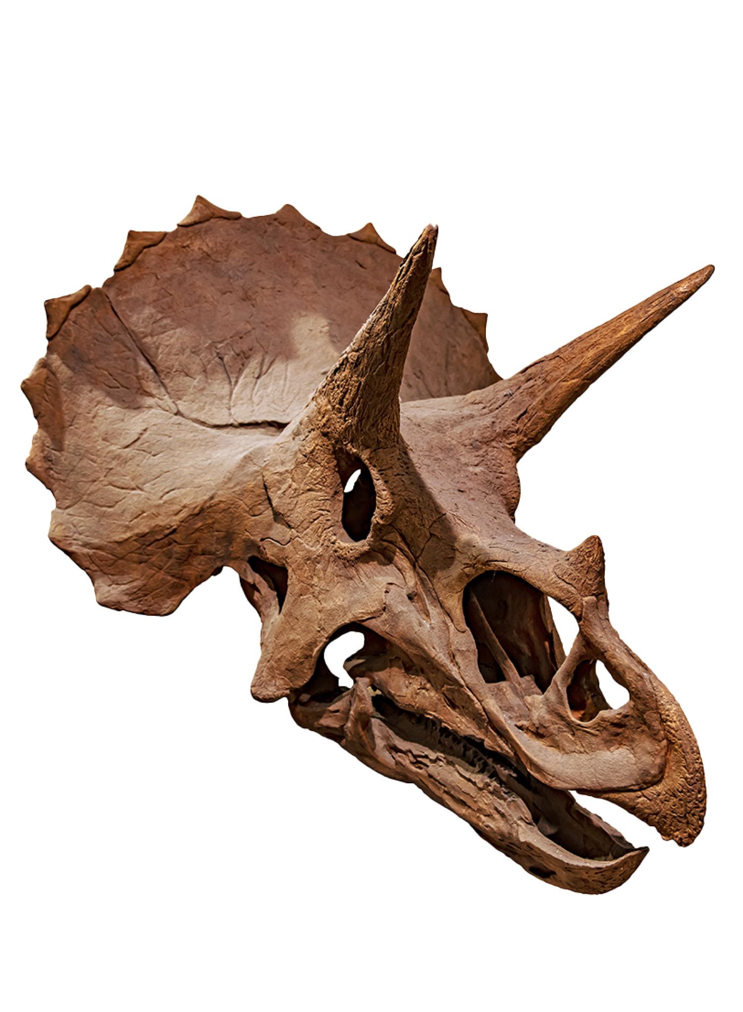 fossil skull of Triceratops on white background