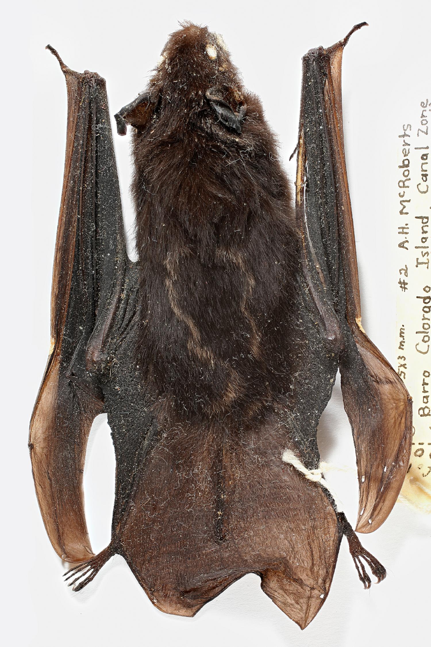 Greater sac-winged bat (Saccopteryx bilineata)