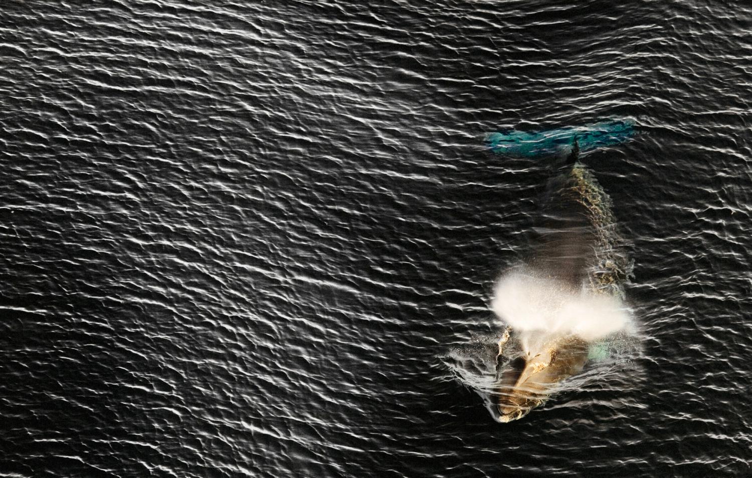 Minke whale swimming at the surface of the ocean.