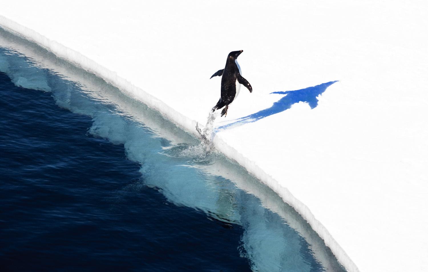 Adelie penguin jumping out of sea onto ice.