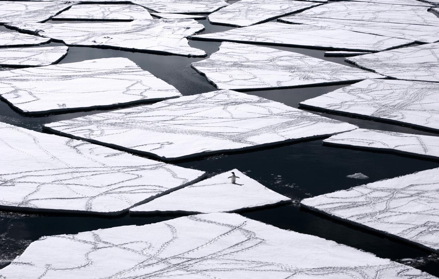 Adelie penguin standing on a piece of broken sea ice.