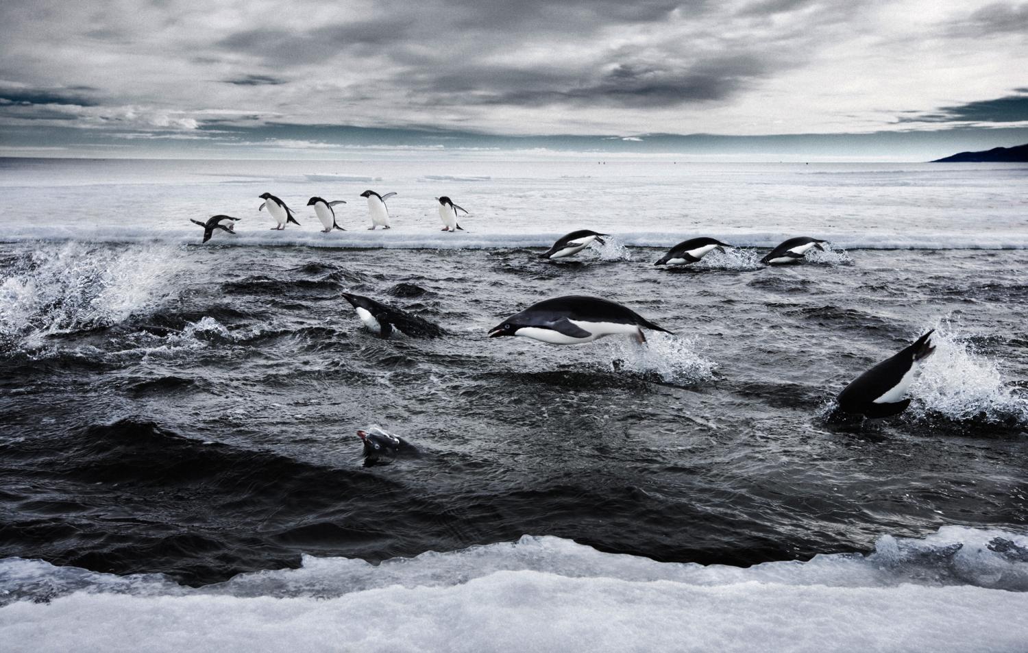 Group of adelie penguins swimming and hunting.