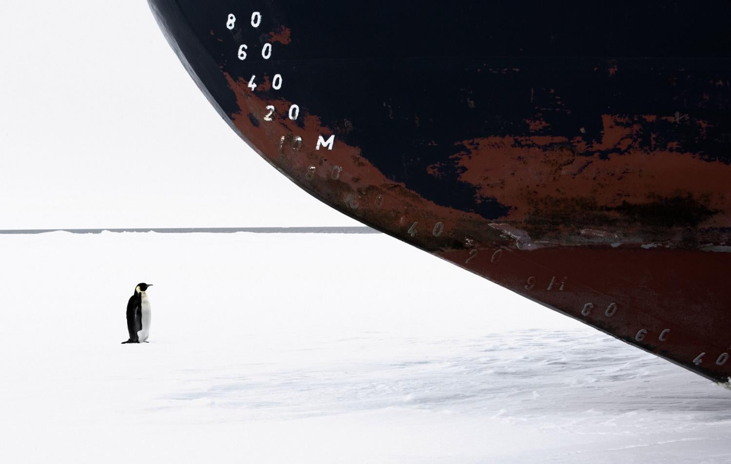 Emperor penguin standing in front of icebreaker ship.