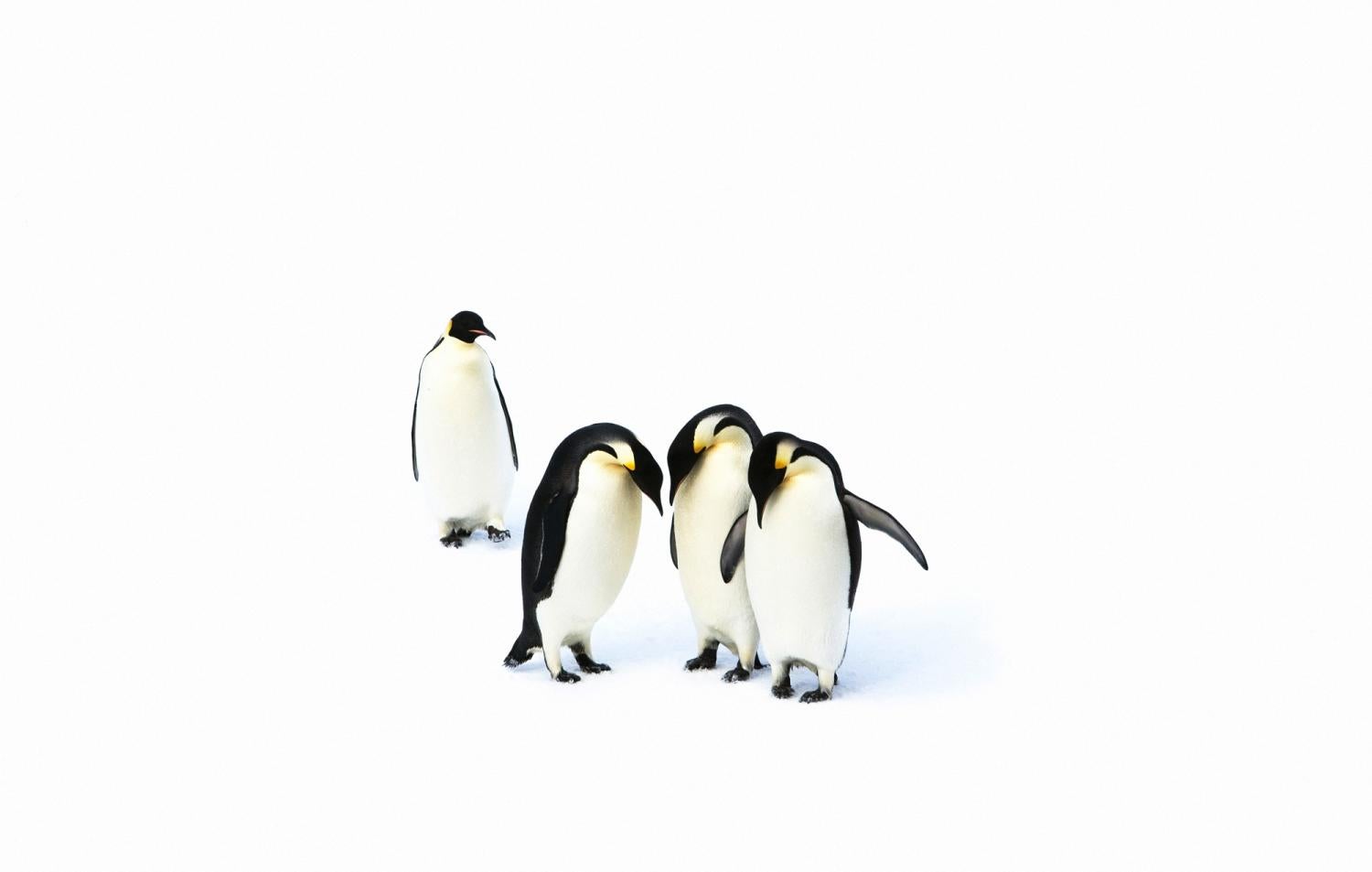 Five emperor penguins huddled together.