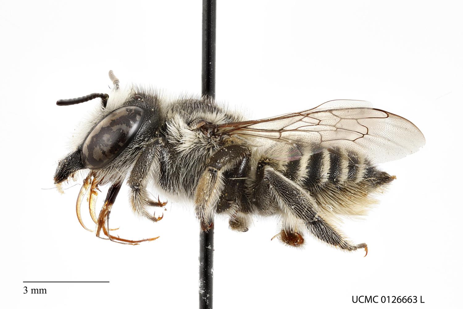 Black and white bee about 9 mm long