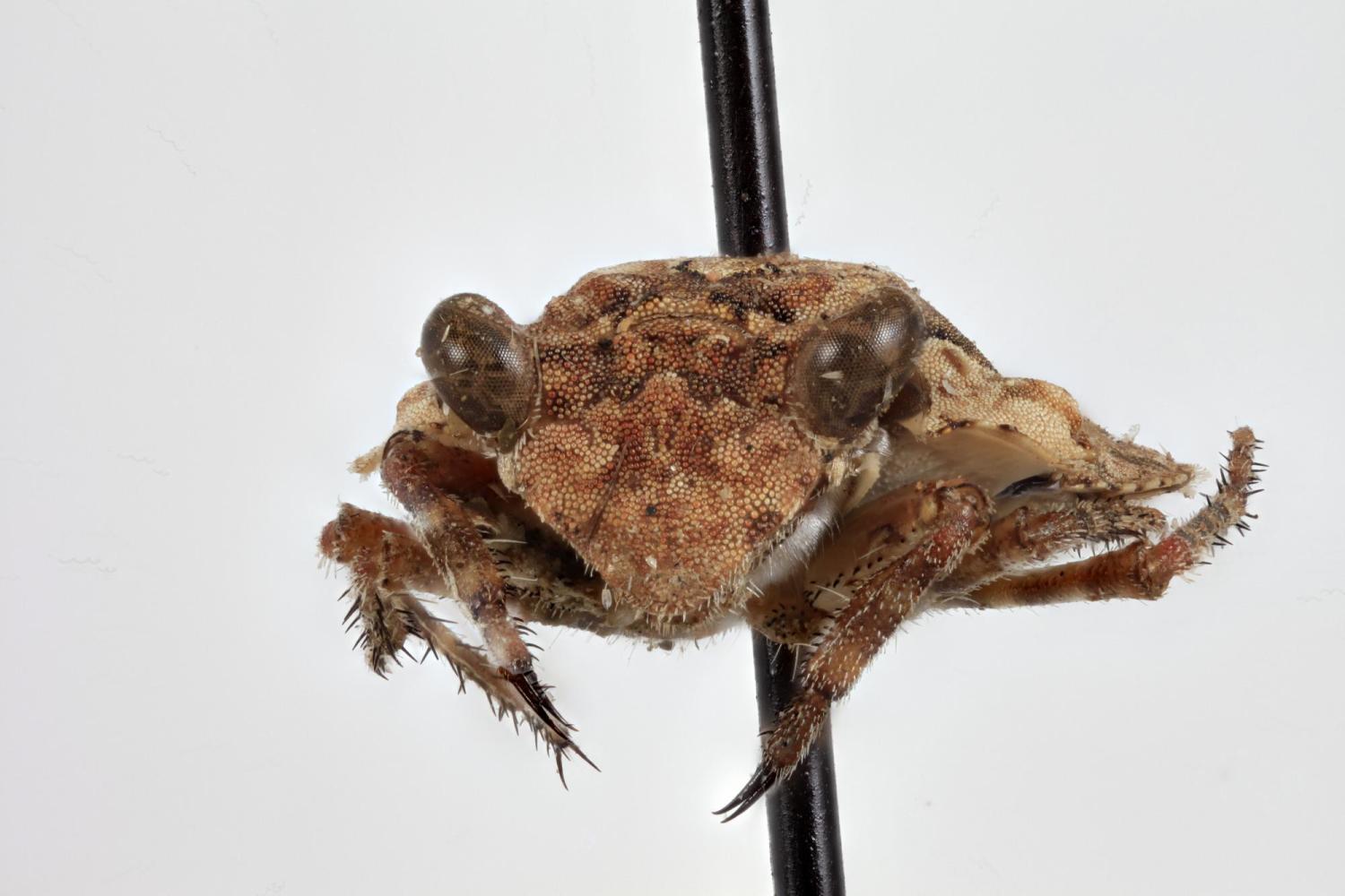 brownish orange bug with a face resembling a toad