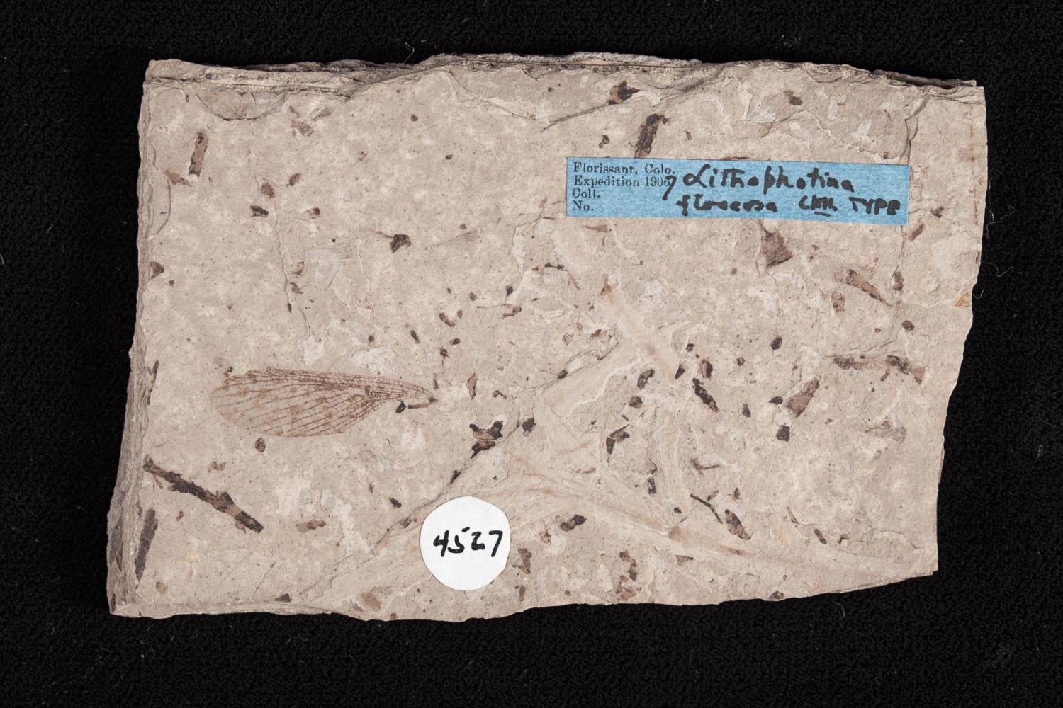 Rectangular slab of rock with wing imprint